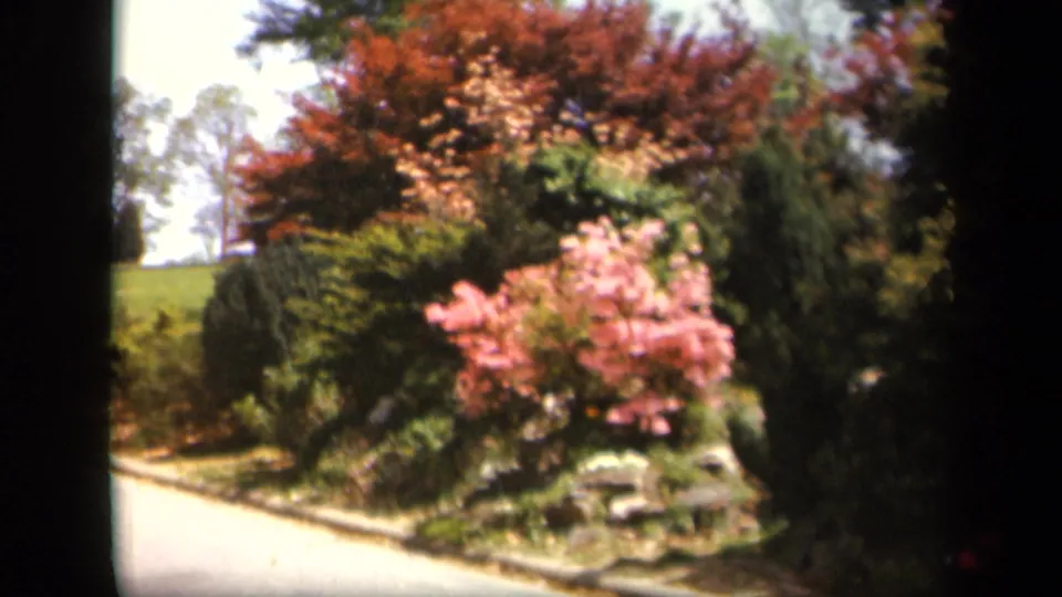 1943 Skyline Drive garden path bordered by pink flowering shrubs, evergreens, trees, rocks, and a grassy rise.