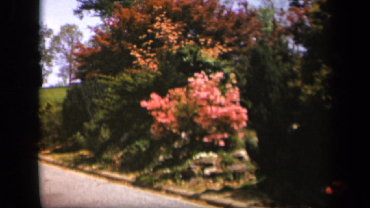 Pink flowering shrub beside a sunlit roadside with dense green trees behind it.