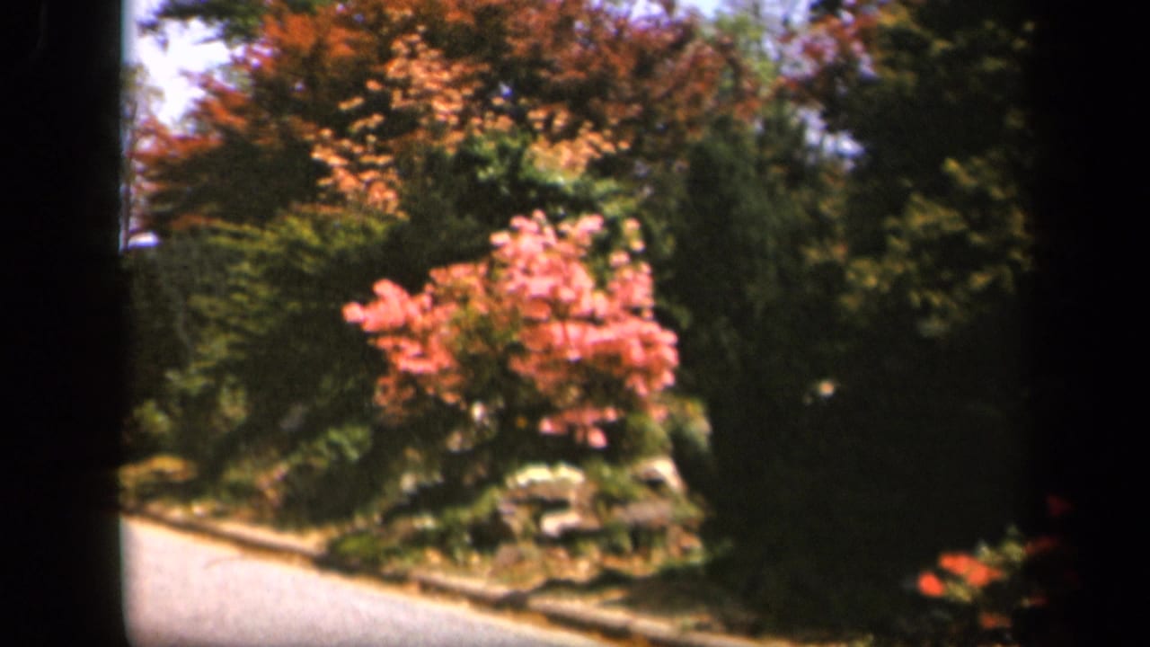 Skyline Drive roadside view with pink blossoms, green trees, and dark 8mm gate borders framing the scene.