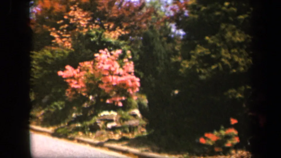 Soft 8mm frame of pink roadside blooms on Skyline Drive, with a road edge at left and dense greenery behind.
