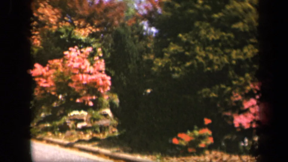 Final 1943 Skyline Drive frame showing pink flowering shrubs, small red flowers, and thick green roadside trees.