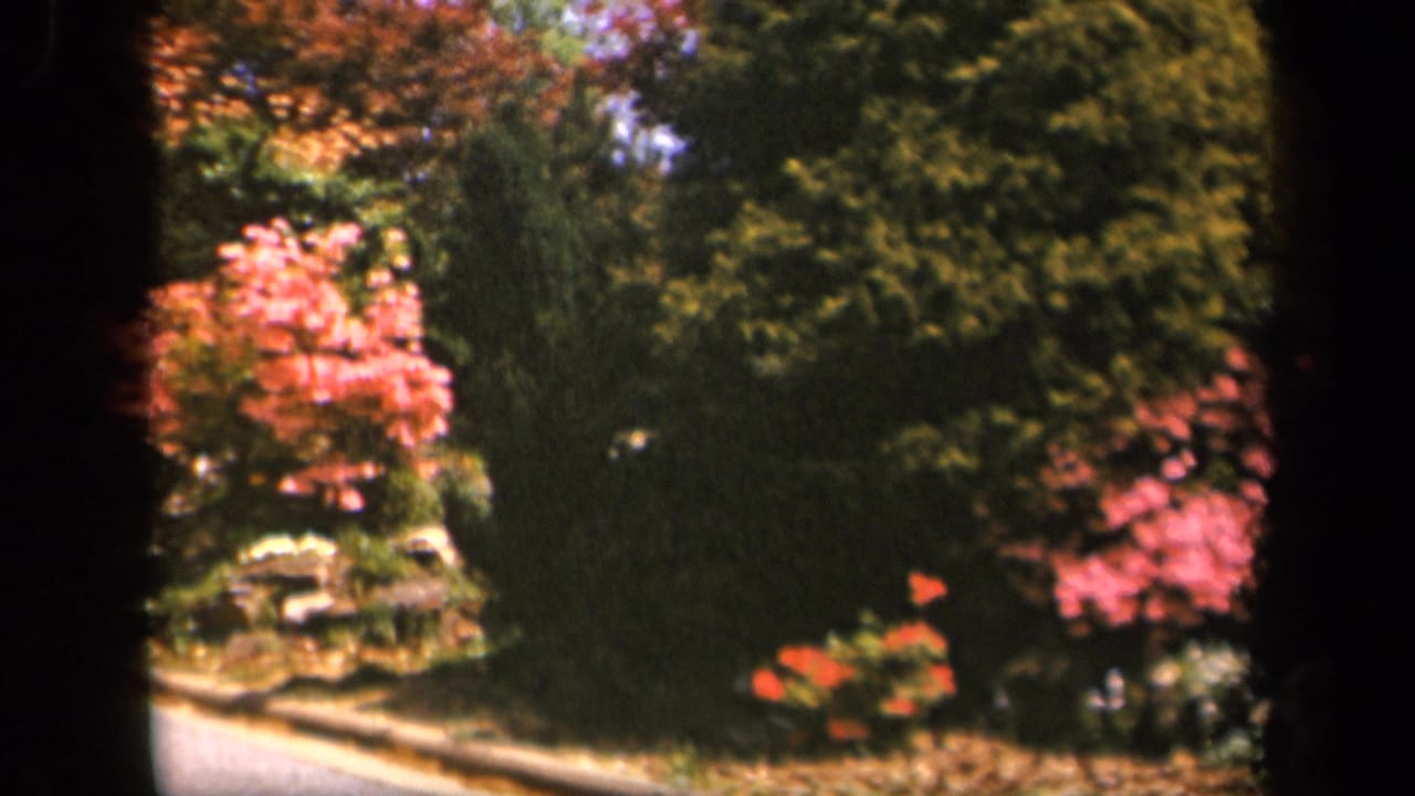 Pink flowers and green shrubs beside a pale roadside edge, framed by dark 8mm borders.