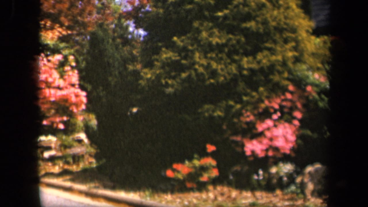 Dense green foliage with pink flowers and small red blossoms near a roadside edge.