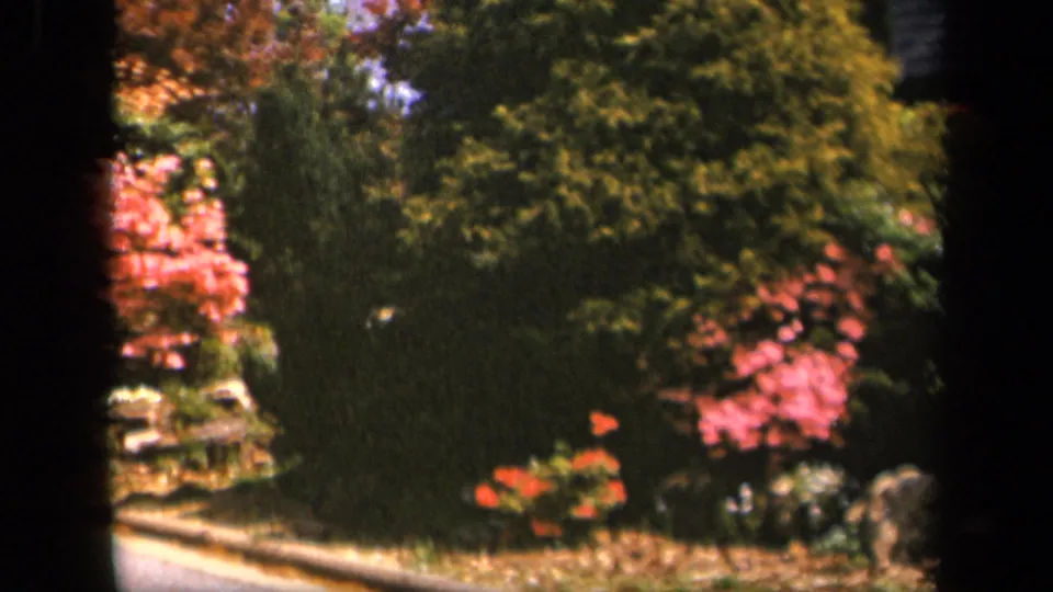 1943 Skyline Drive view of a planted roadside area with pink flowers, green shrubs, rocks, and soft 8mm framing.