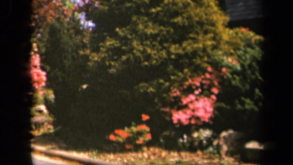 Soft 8mm home-movie frame from Skyline Drive showing a roadside garden with pink blossoms, shrubs, rocks, and a paved edge.