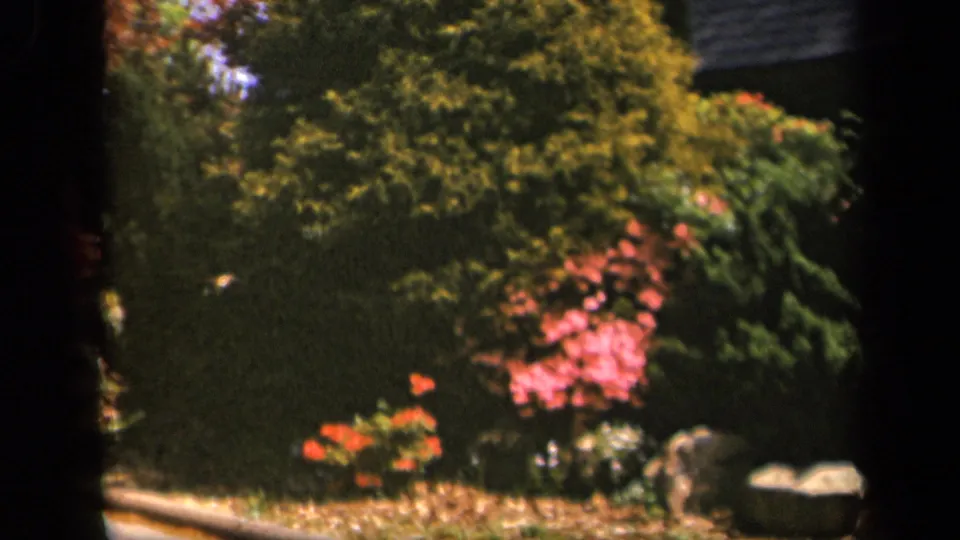 1943 Skyline Drive frame with pink flowering shrubs, mature greenery, rocks, and a pale roadside edge under bright daylight.