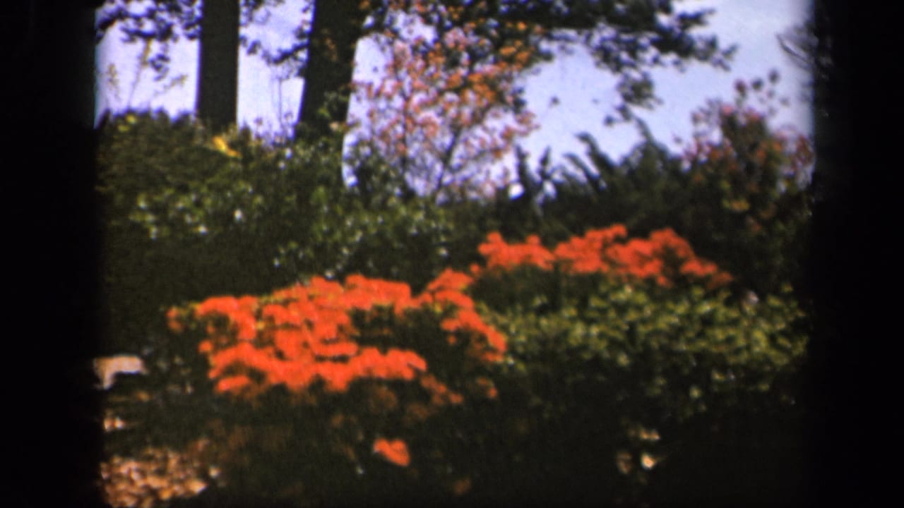 Orange-red flowering shrubs and green foliage framed by dark 8mm film borders.