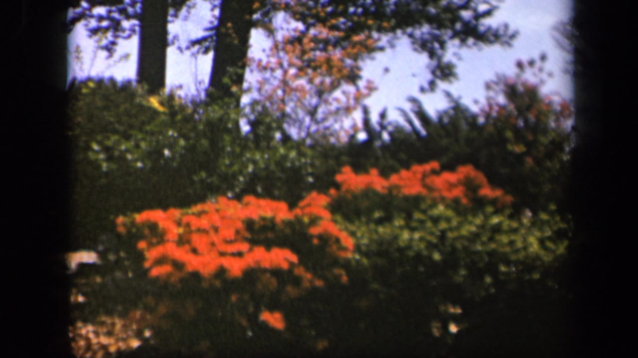 Skyline Drive, Virginia home-movie frame with bright orange-red shrubs, leafy greenery, tree trunks, and rounded black 8mm borders.