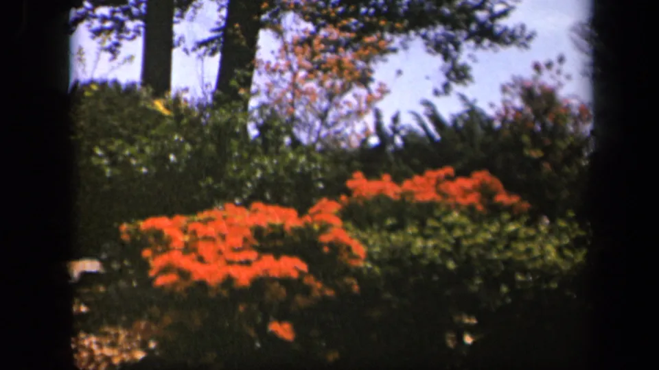 Skyline Drive, Virginia home-movie frame with bright orange-red shrubs, leafy greenery, tree trunks, and rounded black 8mm borders.