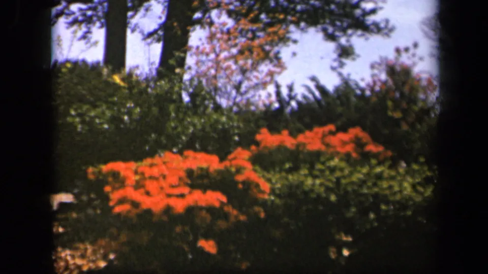1943 Skyline Drive 8mm frame showing orange-red shrubs, layered green foliage, tree trunks, and dark rounded film borders.