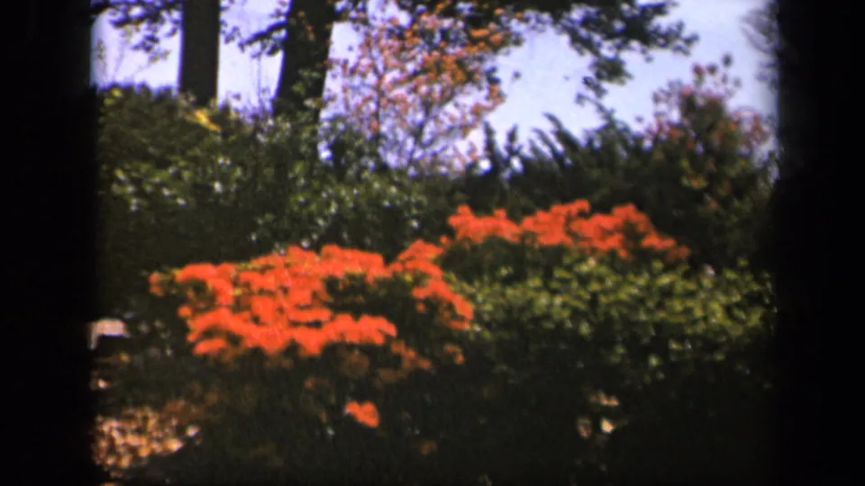 Vintage 8mm frame from Skyline Drive, Virginia, with orange-red shrubs, green leaves, trees, pale sky, and visible gate-edge darkness.