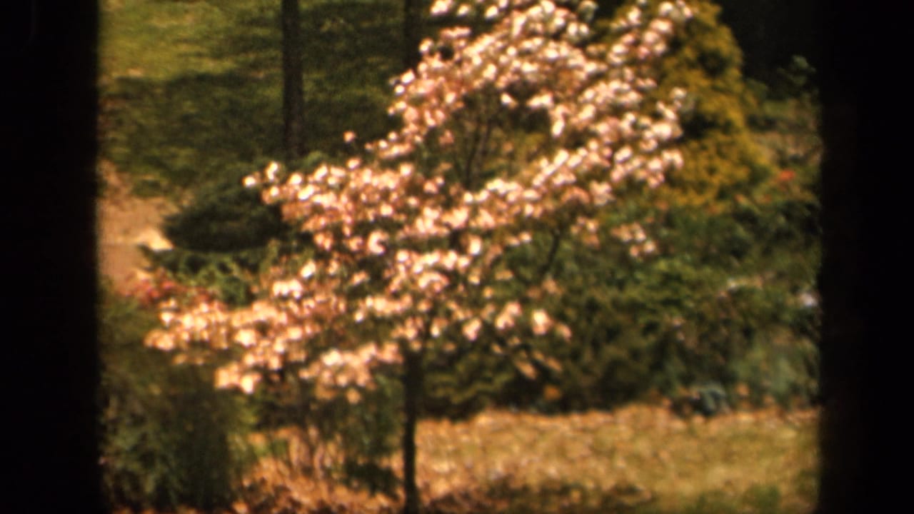 Blooming tree in a landscaped garden, seen through dark vertical frame edges.