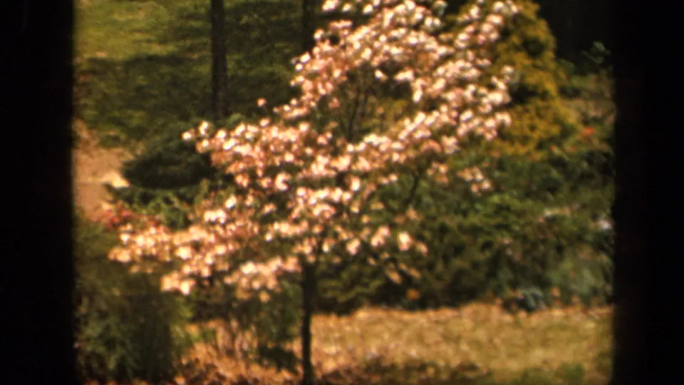 1943 8mm home-movie frame from Skyline Drive, Virginia showing a flowering tree, grass, and shrubs in soft warm color.