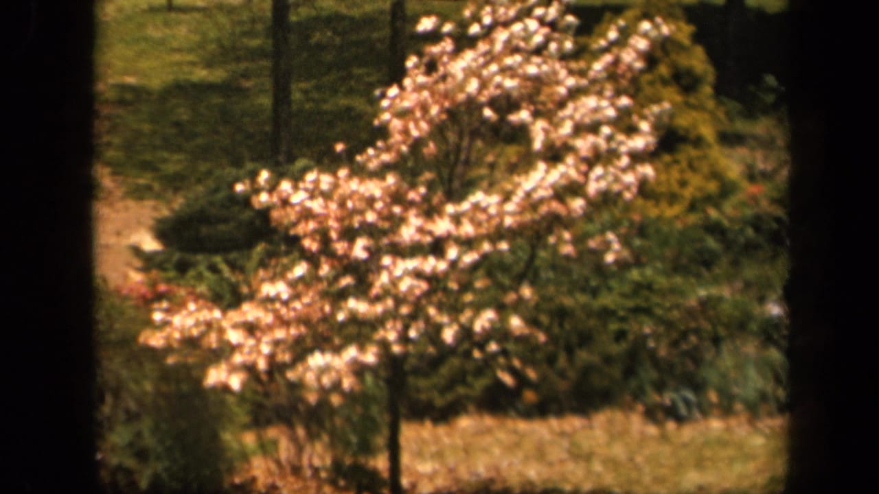 Flowering tree and garden shrubs framed by dark film edges.