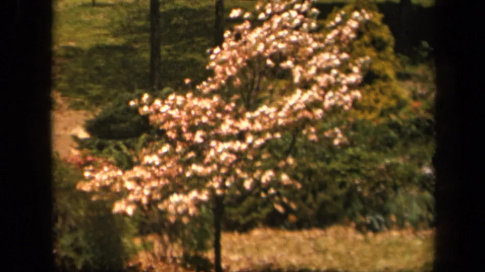 Soft 8mm view of a blooming tree at Skyline Drive, Virginia, with pale blossoms, lawn, and surrounding shrubs.