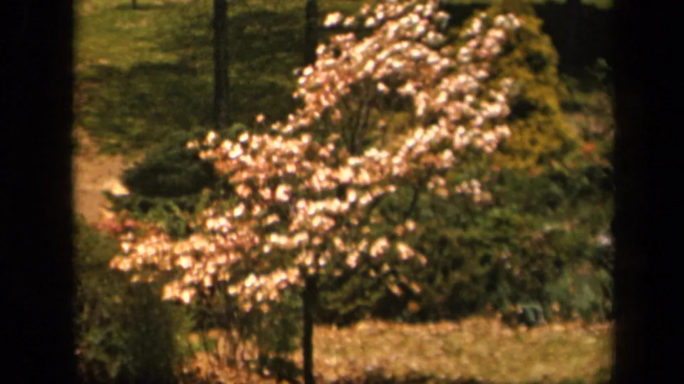 Warm, faded 8mm frame of a flowering tree in a landscaped outdoor setting at the supplied Skyline Drive location.