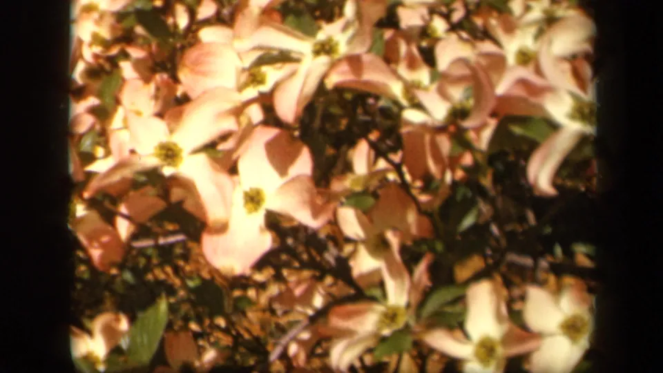 Close 1943 8mm home-movie view of pale dogwood-like blossoms, with a bee visible among the flowers and leaves.