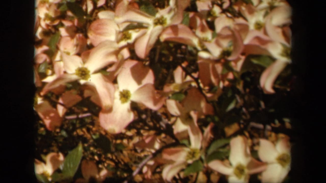 Pale pink-white blossoms with yellow centers among dark branches and green leaves.