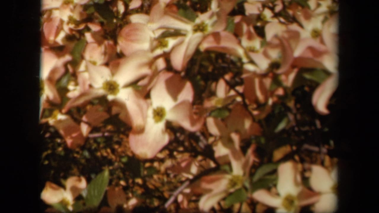 Clustered pale blossoms fill the frame with leaves and shadowed branches behind them.