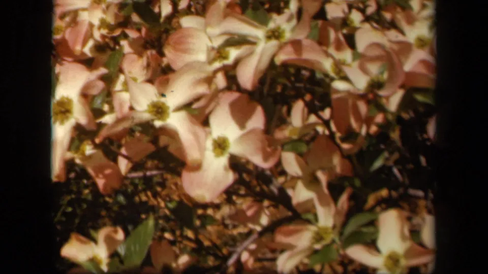Close 8mm frame from Skyline Drive in 1943 showing pale blossoms, yellow centers, leaves, branches, and visible film borders.