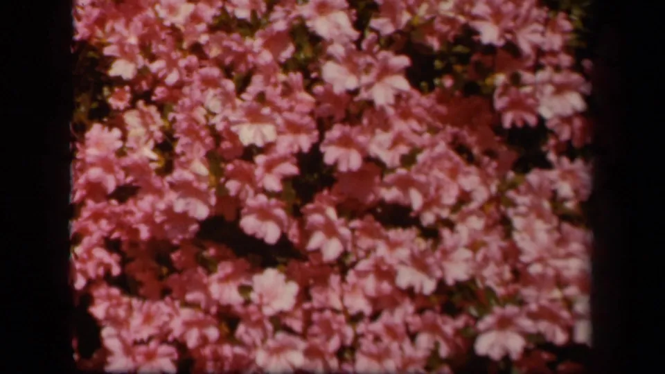 1943 Skyline Drive home-movie frame showing a dense cluster of pink-red blossoms, dark gaps in foliage, and soft faded 8mm color.