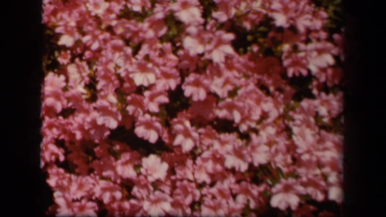 1943 Skyline Drive 8mm frame showing dense pink wildflowers in soft focus with dark gate edges.