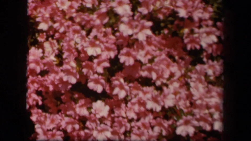1943 Skyline Drive 8mm frame showing dense pink wildflowers in soft focus with dark gate edges.