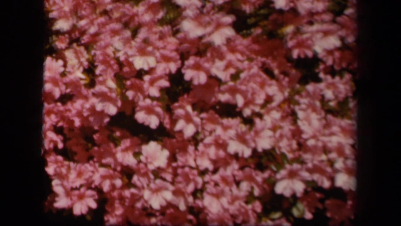Close 8mm view of pink blossoms along Skyline Drive, with saturated color and visible film borders.