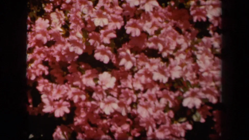 1943 home-movie frame of pink wildflowers, soft and grainy within visible 8mm gate edges.
