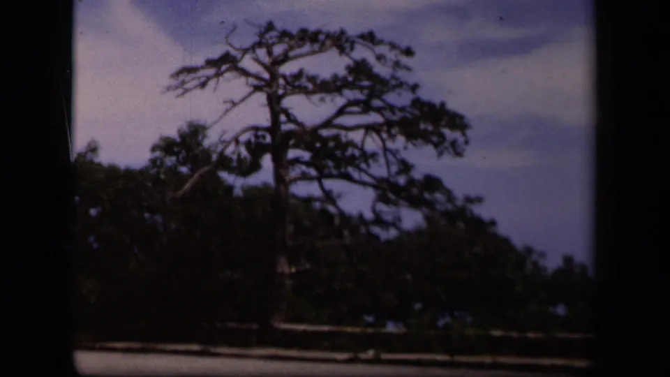 Wide 1943 Skyline Drive 8mm view of a lone pine tree, roadside barrier, darker tree line, and pale sky.