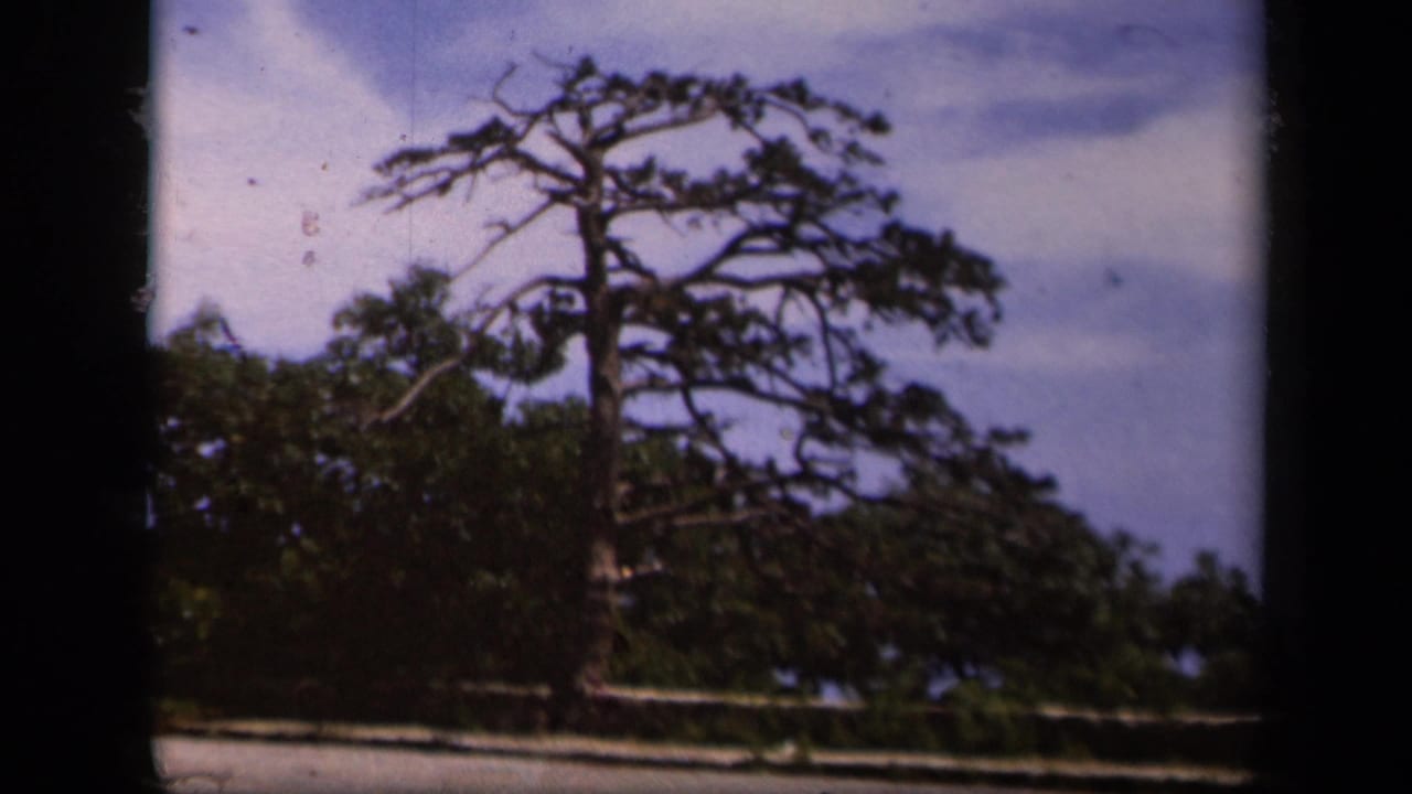 Tall windswept pine beside a roadside overlook under a cloudy sky.