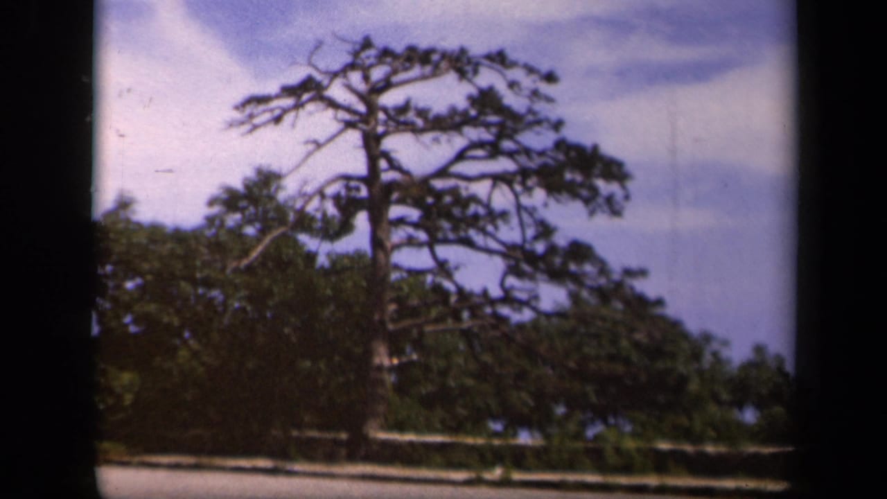 Pine tree and dense roadside greenery framed by dark film edges.
