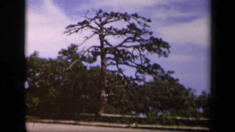 Skyline Drive home-movie view of a pine tree and surrounding greenery, softly focused against a blue-gray cloudy sky.