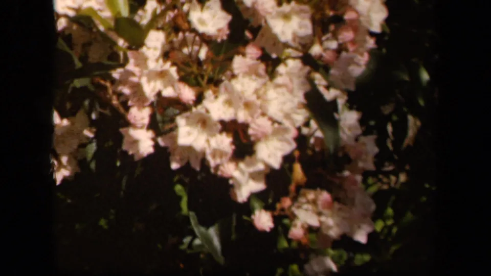 A close-up home-movie view shows pale pink and white blossoms on a leafy bush, likely filmed near the Skyline Drive stop.