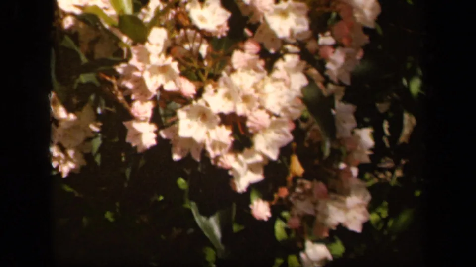Soft 8mm footage frames a cluster of pale blossoms and green leaves, continuing the floral cutaway from the Virginia travel scene.