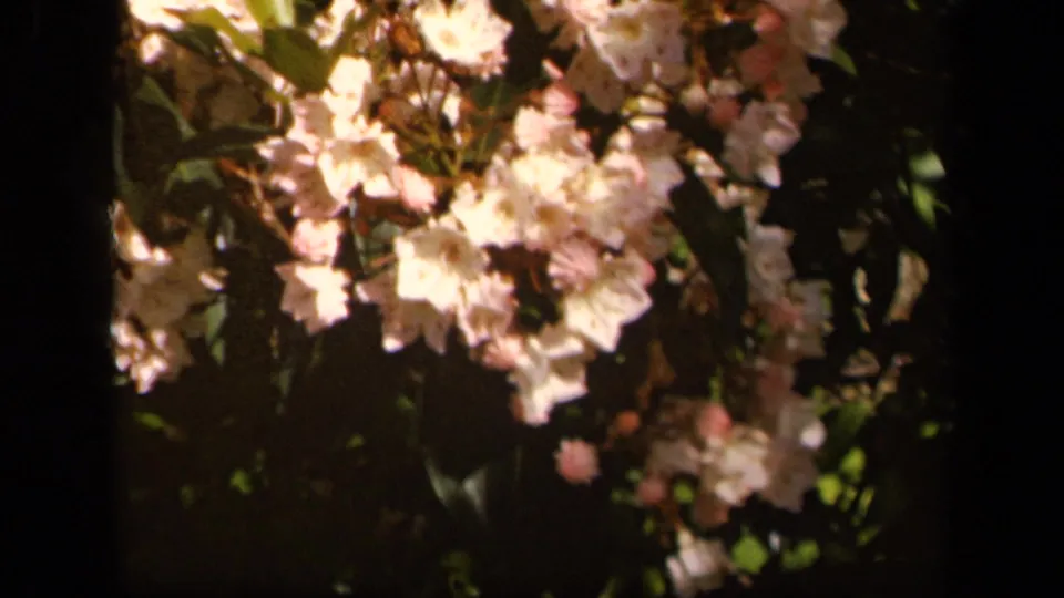 Soft-focus 1943 Skyline Drive home-movie frame showing pale blossoms, dark foliage, and warm 8mm color.