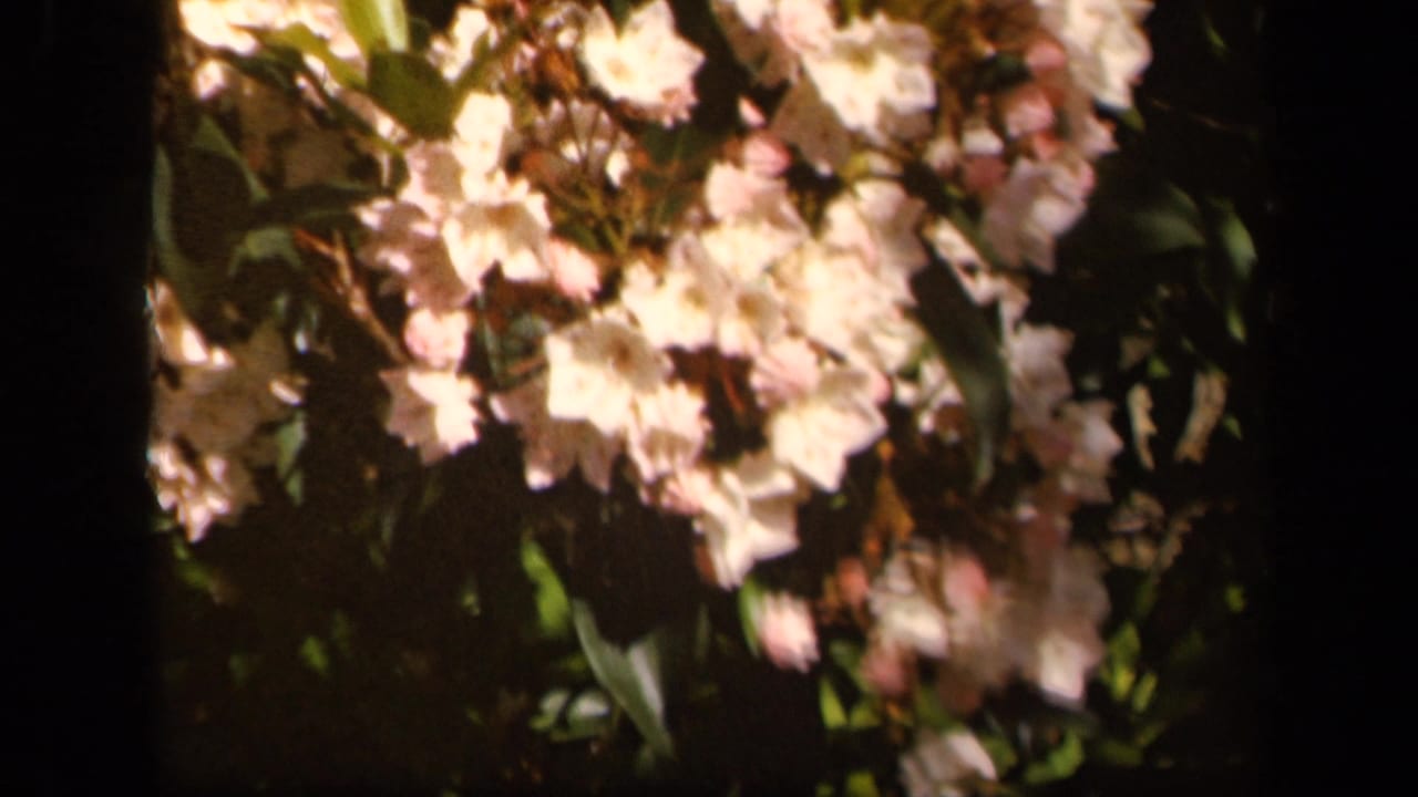 Pale garden blossoms and leafy branches appear in a warm, soft 8mm frame from the Skyline Drive, Virginia footage.