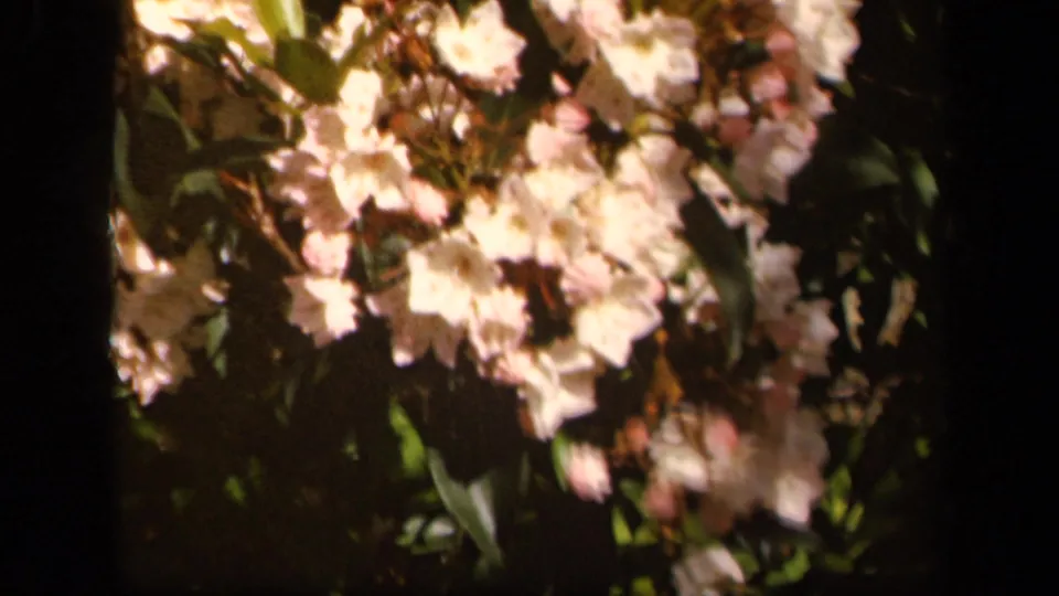 Pale garden blossoms and leafy branches appear in a warm, soft 8mm frame from the Skyline Drive, Virginia footage.