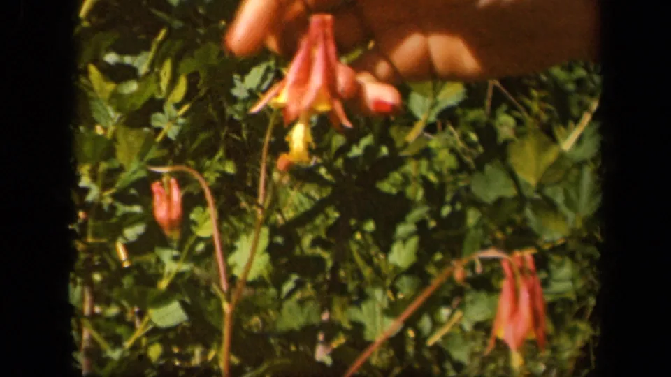 A woman's hand reaches into 1943 Virginia garden foliage toward red and yellow columbine flowers.