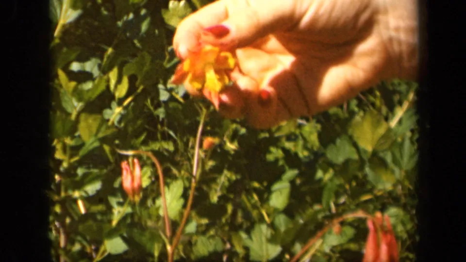 A hand with red-painted nails holds a red and yellow columbine flower in the 1943 Skyline Drive home-movie footage.