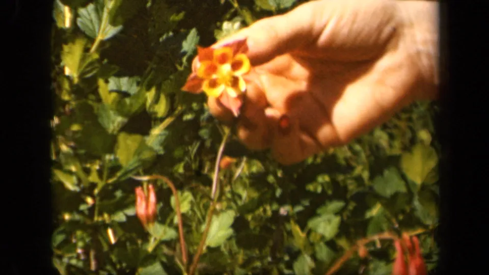 In 1943 Skyline Drive home-movie footage, a woman's hand steadies a red and yellow columbine flower against dense green foliage.