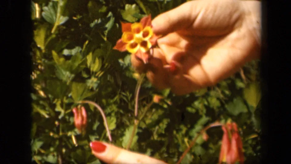 A red-nailed hand holds a columbine bloom in the Skyline Drive garden footage as another finger enters near the lower stem.