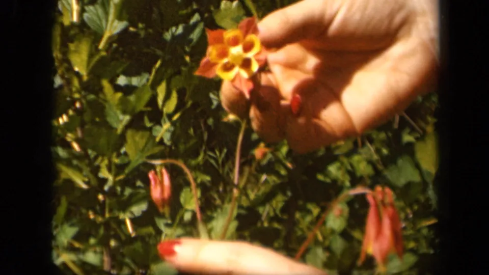 The 1943 8mm frame shows a woman's red-nailed hand holding a columbine over leafy plants and pinkish drooping flowers.