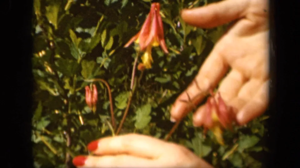 A woman's open hand moves beside drooping columbine blossoms in the Skyline Drive home movie, with green leaves behind.