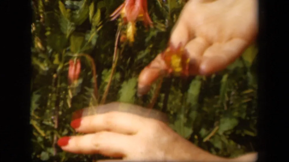 In 1943 Skyline Drive home-movie footage, manicured hands touch delicate pink and yellow flowers in dense green foliage.