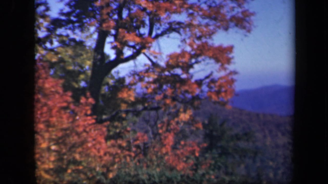 Autumn tree branches with red leaves above distant blue mountain ridges.