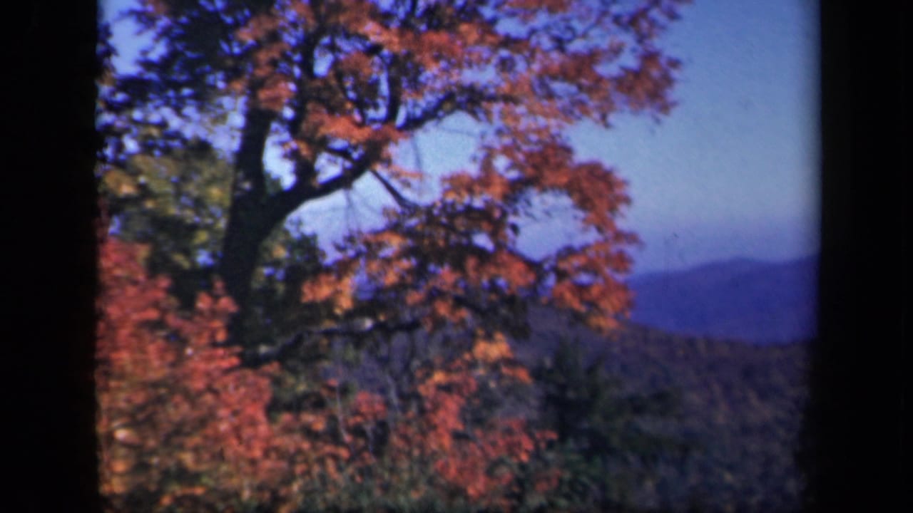 Skyline Drive, Virginia foliage scene with red leaves in the foreground and soft blue mountain ridges beyond.