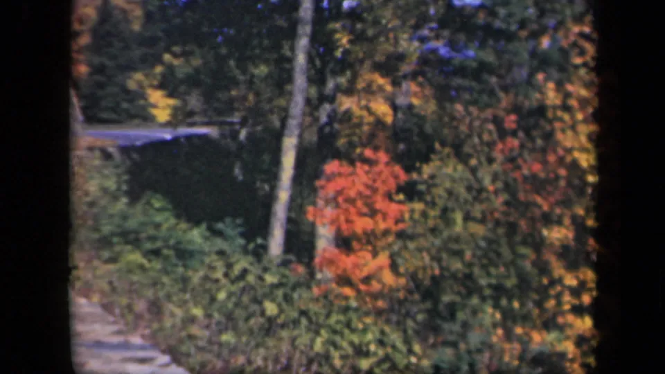 Skyline Drive home-movie frame with a roadside or overlook edge, slender tree trunk, dense foliage, and red autumn leaves in the forest.