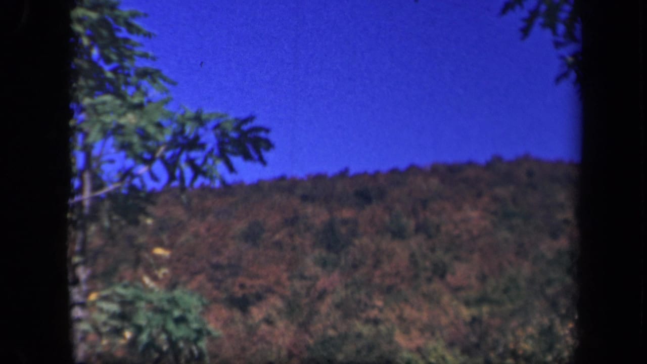 Forested mountainside and tree branches beneath a deep blue sky.