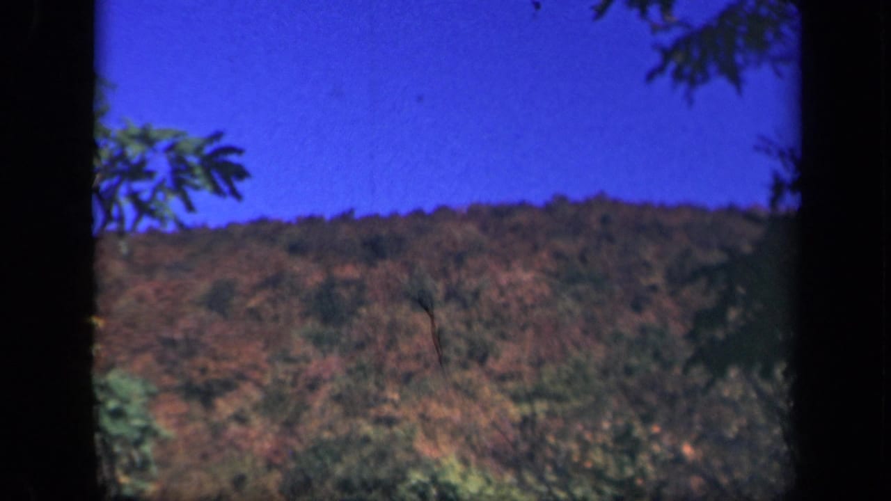 Forested hillside under blue sky, framed by dark tree trunks and 8mm film edges.